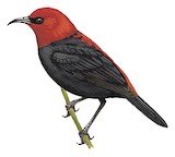 Cardinal Myzomela Illustration