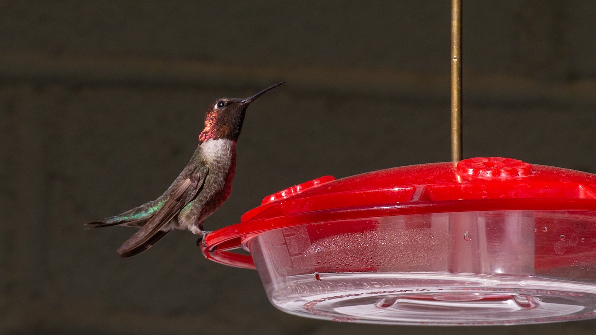 Anna's Hummingbird - Jim Gain
