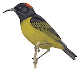 Red-capped Myzomela Illustration