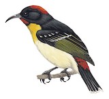 Sulphur-breasted Myzomela Illustration