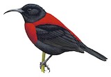 Long-billed Myzomela Illustration