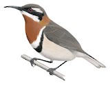 Western Spinebill Illustration