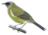 New Zealand Bellbird Illustration