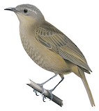 Plain Honeyeater Illustration