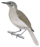 Marbled Honeyeater Illustration