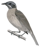 Streak-headed Honeyeater Illustration