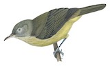 Green-backed Honeyeater Illustration