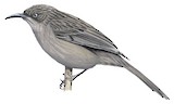 Leaden Honeyeater Illustration