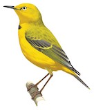 Yellow Chat Illustration