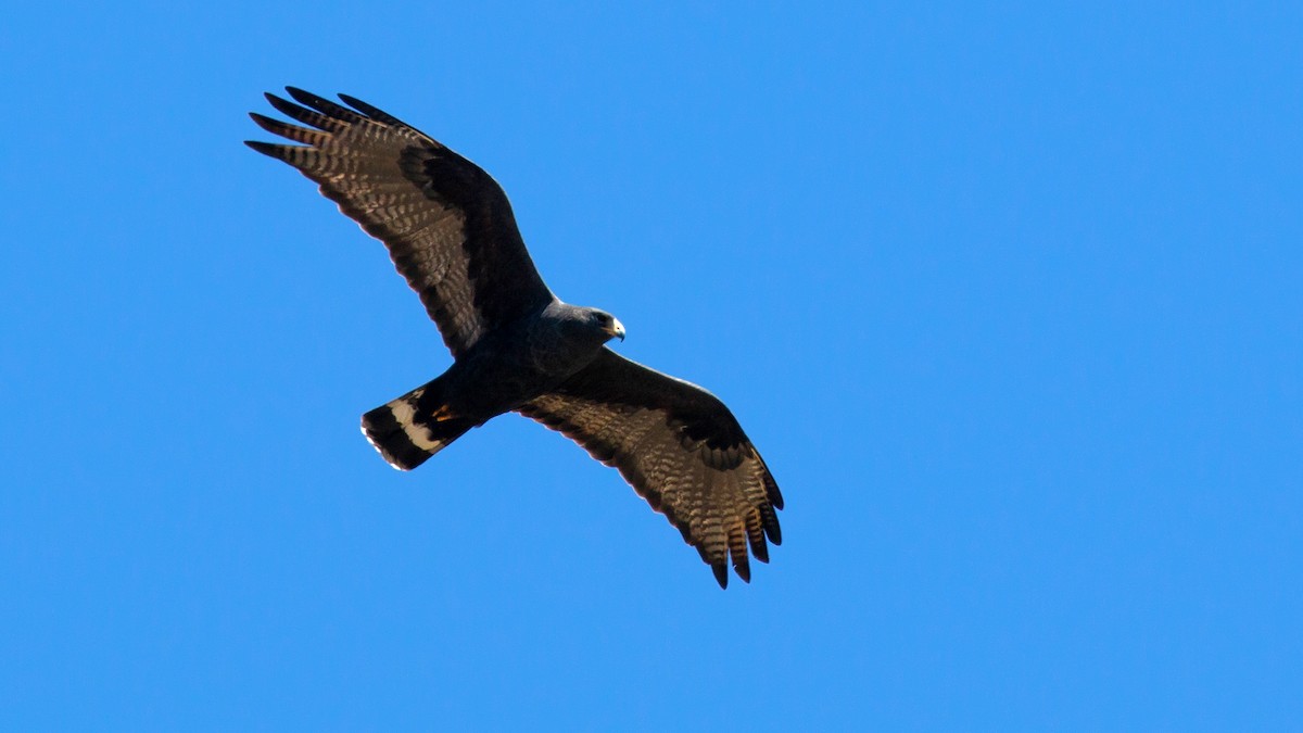 Zone-tailed Hawk - Jim Gain