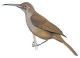 Long-billed Honeyeater Illustration