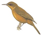 Tawny Straightbill Illustration