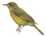 Olive Straightbill Illustration