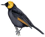 MacGregor's Honeyeater Illustration