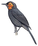 Wattled Smoky Honeyeater Illustration