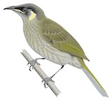 Lewin's Honeyeater Illustration