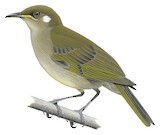 Scrub Honeyeater Illustration