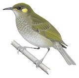 Mountain Honeyeater Illustration