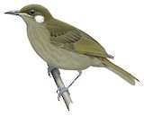 Forest Honeyeater Illustration