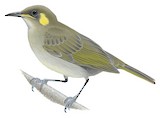 Elegant Honeyeater Illustration