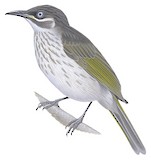 White-lined Honeyeater Illustration