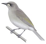 White-gaped Honeyeater Illustration