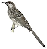 Western Wattlebird Illustration