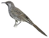 Little Wattlebird Illustration