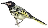 Regent Honeyeater Illustration