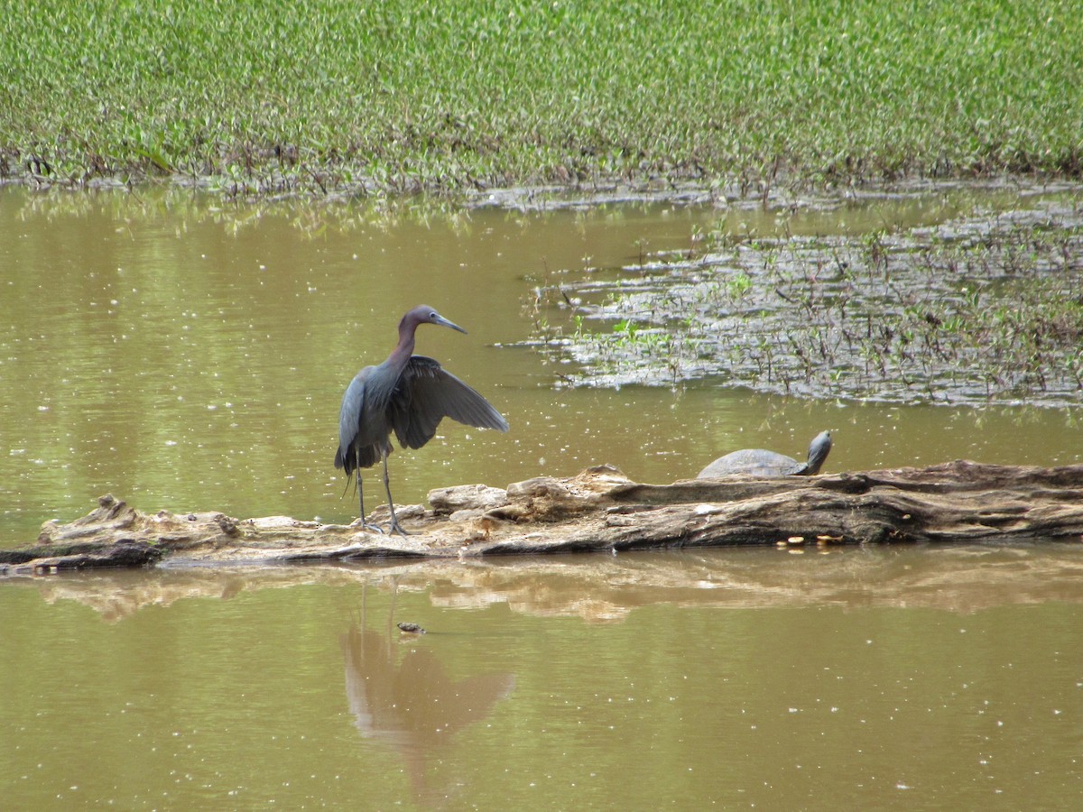 Little Blue Heron - Anne Armstrong