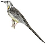 Yellow Wattlebird Illustration