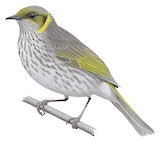 Yellow-plumed Honeyeater Illustration