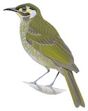 Obscure Honeyeater Illustration