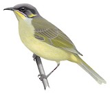 Purple-gaped Honeyeater Illustration