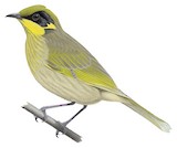 Yellow-tufted Honeyeater Illustration