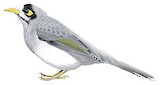 Noisy Miner Illustration