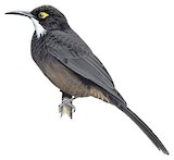 Short-bearded Honeyeater Illustration