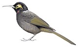 Cinnamon-browed Melidectes Illustration