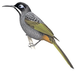 Melidectes belfordi belfordi