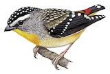 Spotted Pardalote Illustration