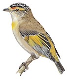 Red-browed Pardalote Illustration