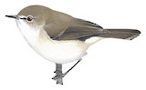 Brown Gerygone Illustration