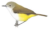 Yellow-bellied Gerygone Illustration