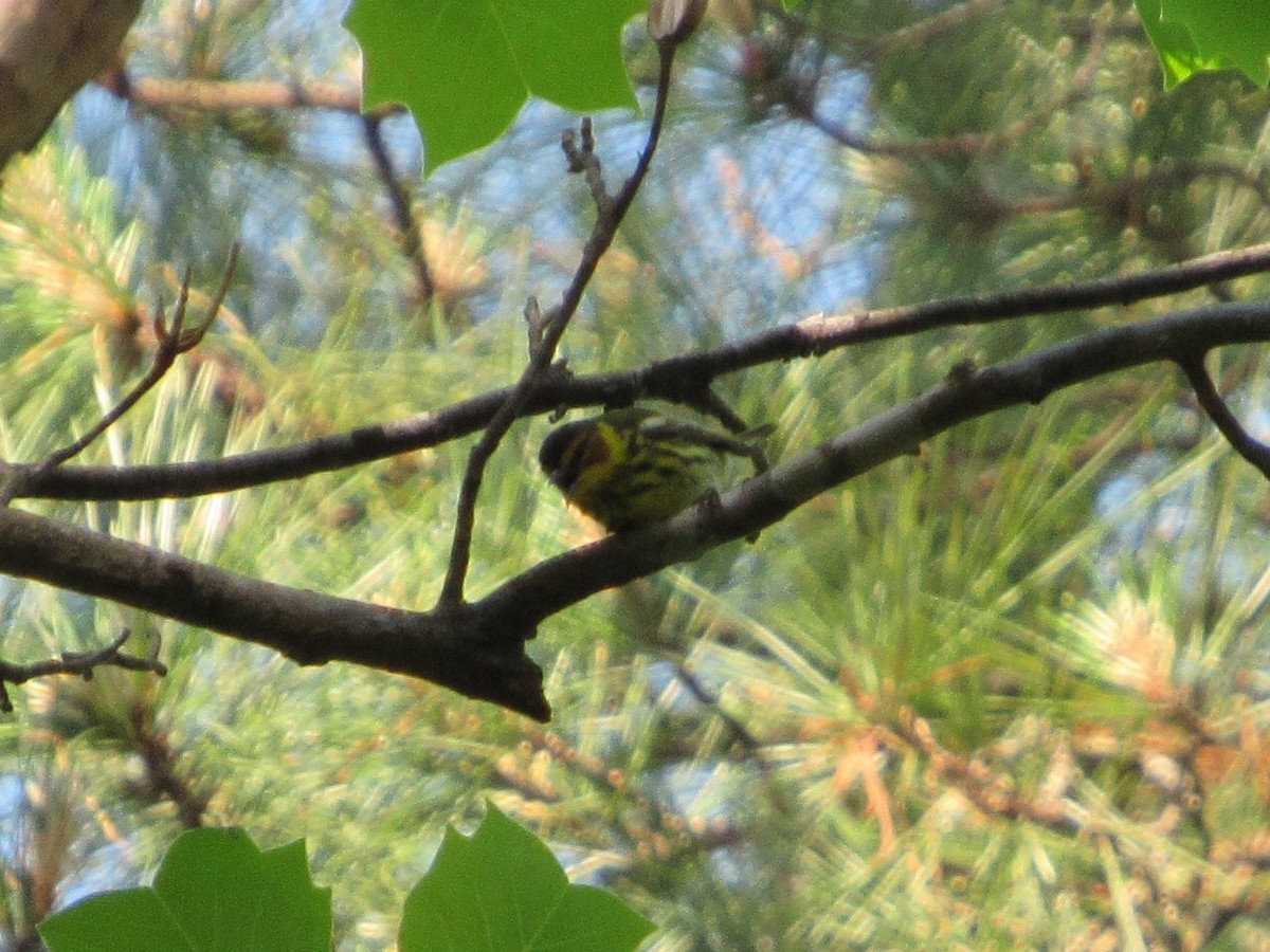 Cape May Warbler - Anne Armstrong
