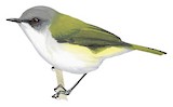 Green-backed Gerygone Illustration