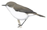 Plain Gerygone Illustration