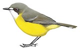 White-throated Gerygone Illustration