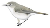 Dusky Gerygone Illustration