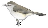 Norfolk Gerygone Illustration