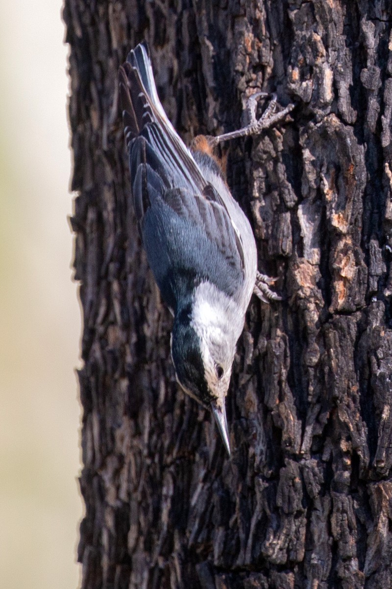White-breasted Nuthatch (Interior West) - ML153454611